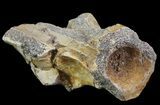 Edaphosaurus (Permian Synapsid) Vertebrae - Texas #67830-2